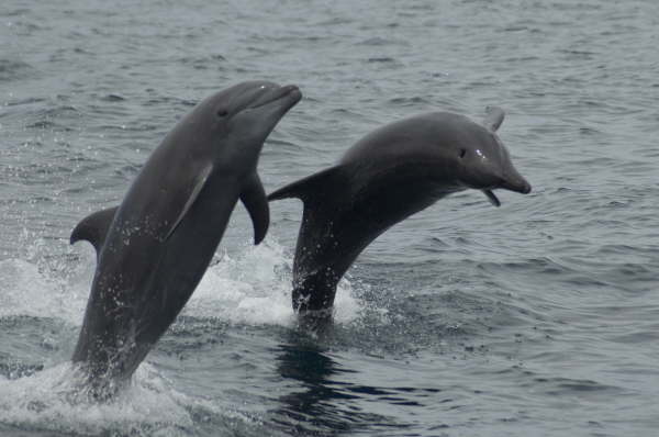 Bottlenose dolphins (by Gerald Broddelez)